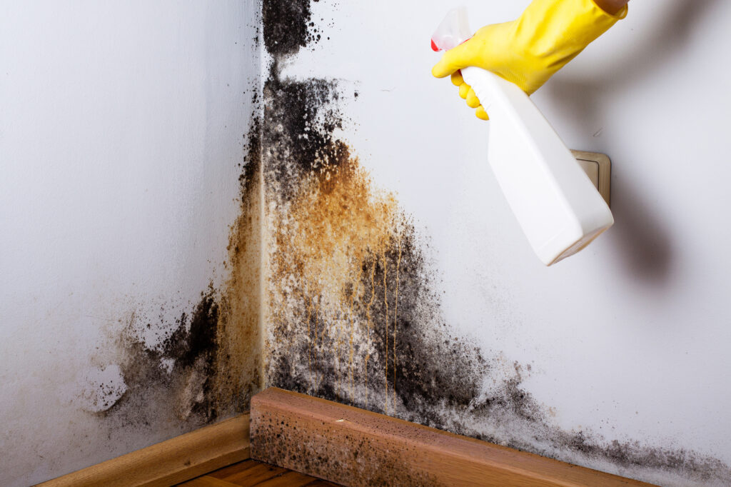 how to get rid of mold