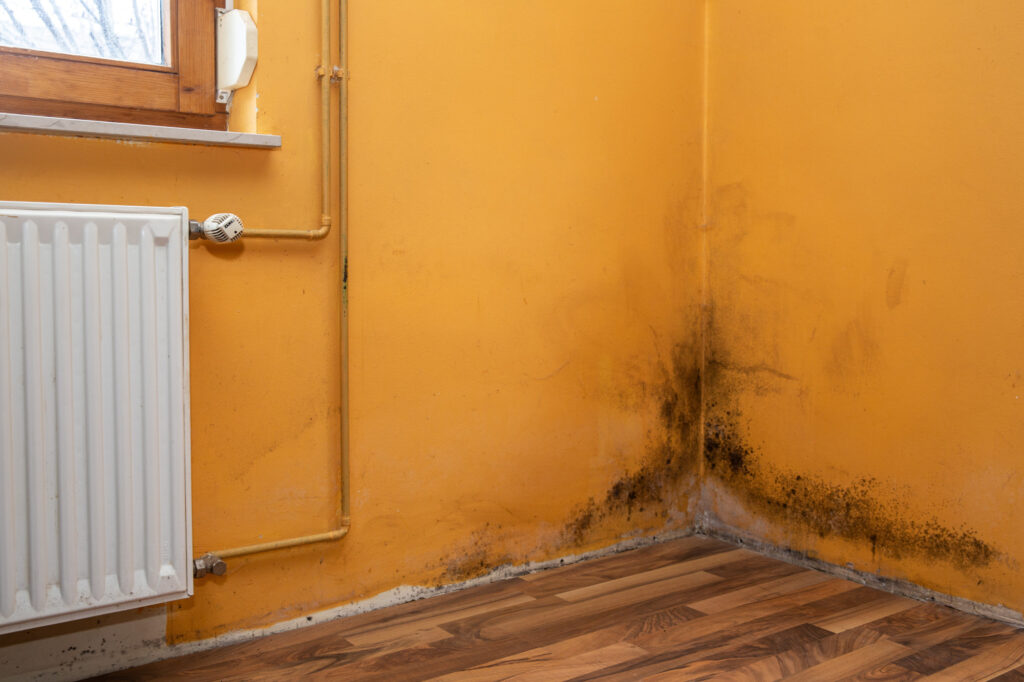water damage mold