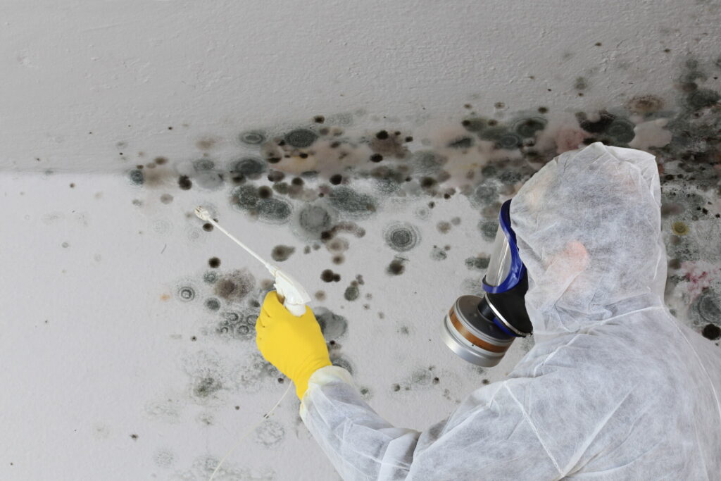 mold remediation