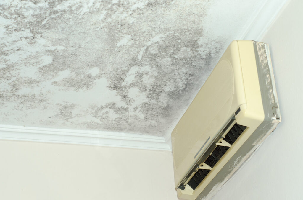 black mold causes