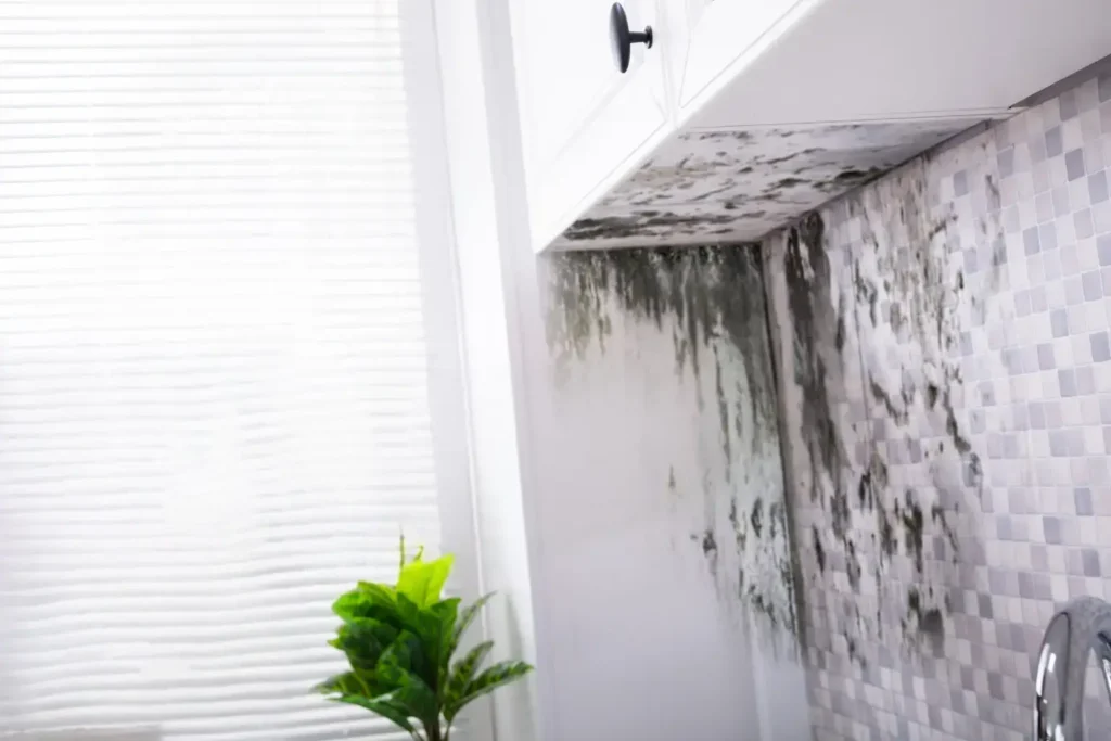 mold remediation in bonita