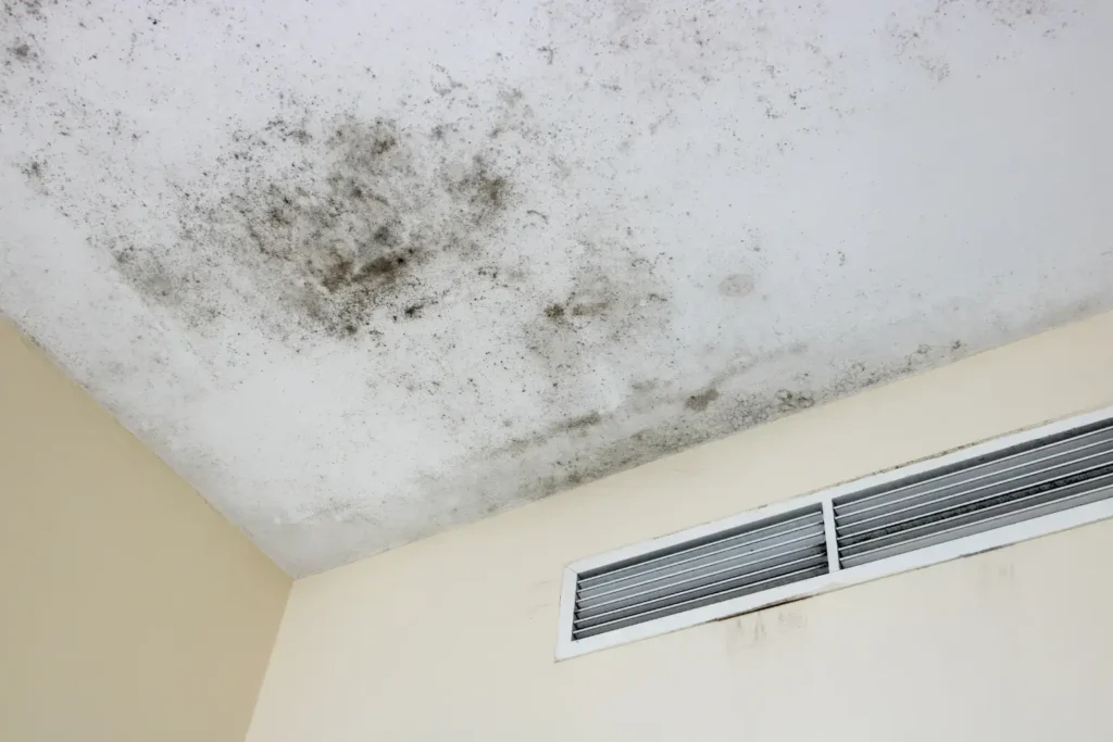mold remediation in cardiff by the sea