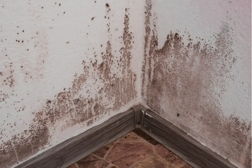 mold remediation in carmel valley