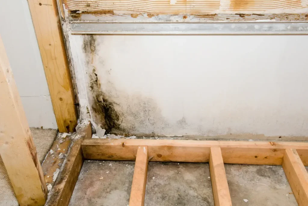 mold remediation in carmel valley