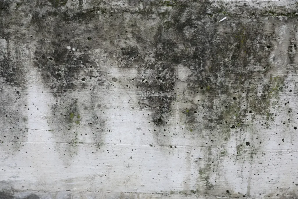 mold remediation in clairemont mesa