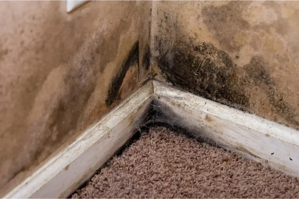 mold remediation in clairemont mesa