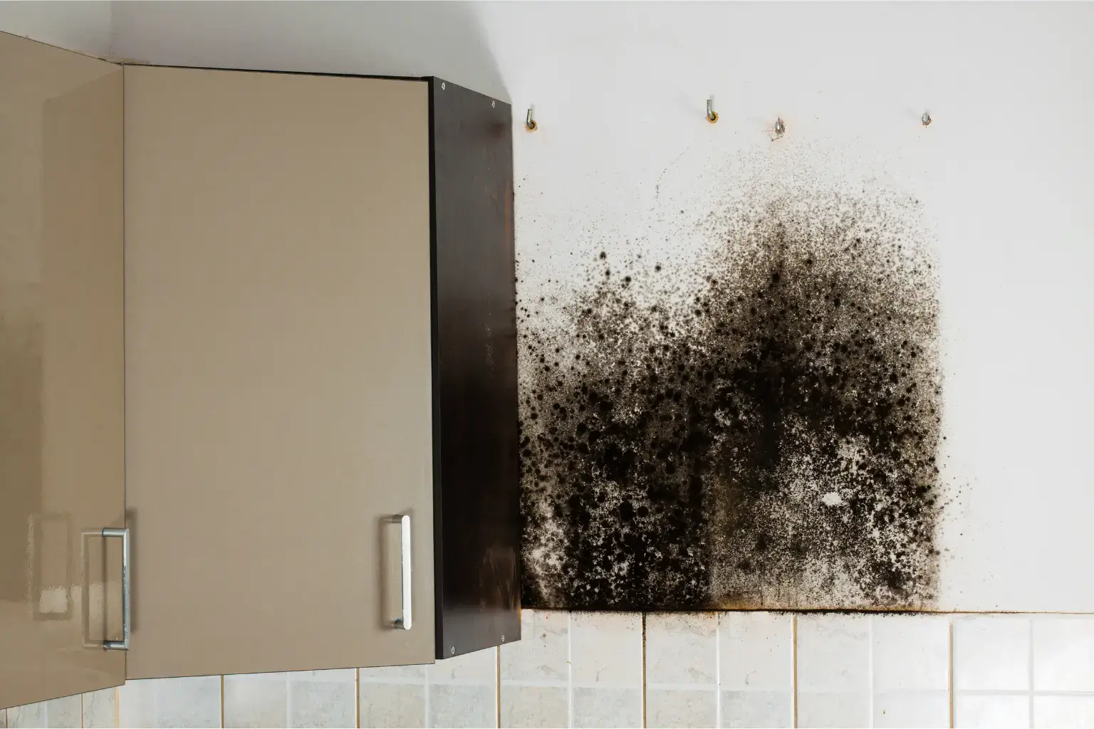 mold remediation in coronado