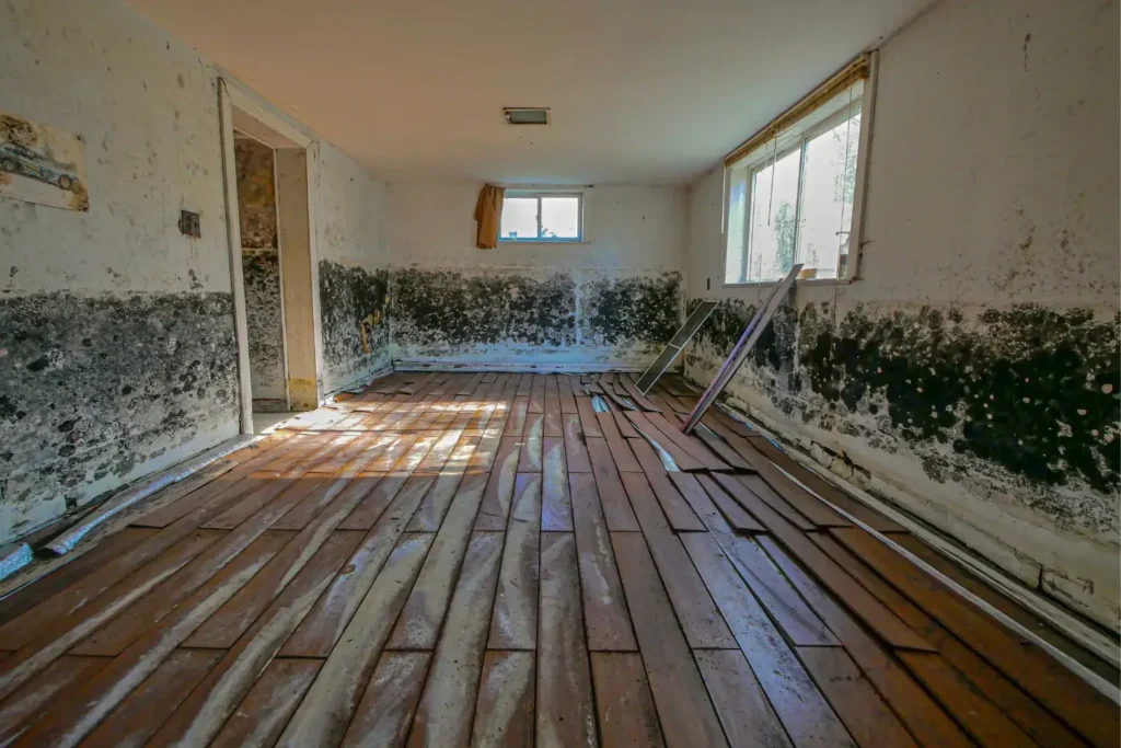 mold remediation in encinitas