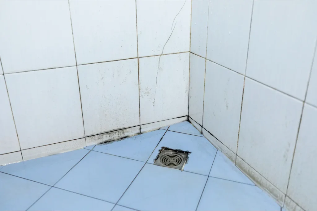 mold remediation in escondido