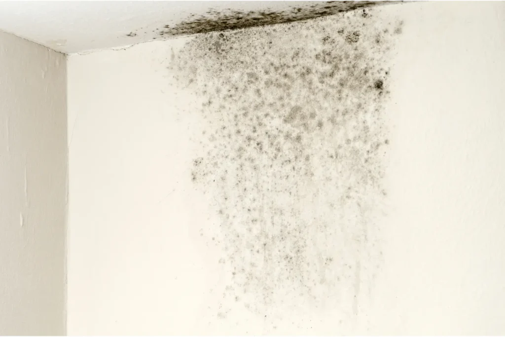 mold remediation in escondido