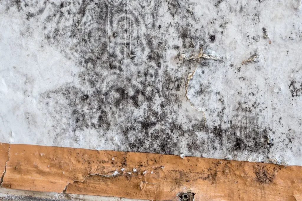 mold remediation in fallbrook