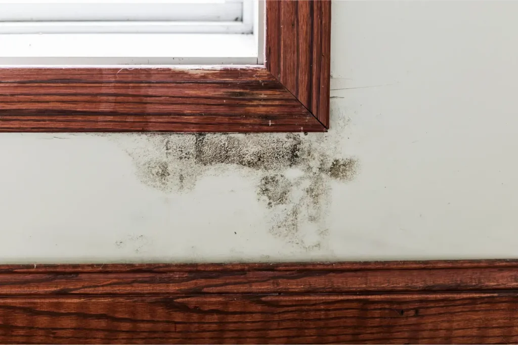 mold remediation in fallbrook