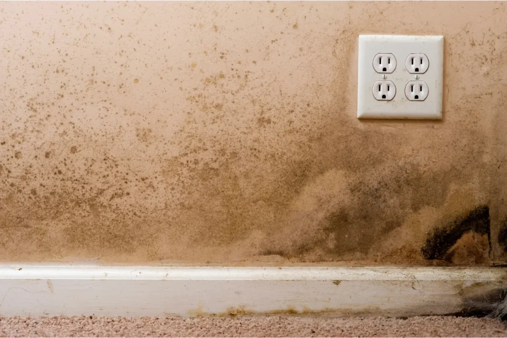 mold remediation in jamul