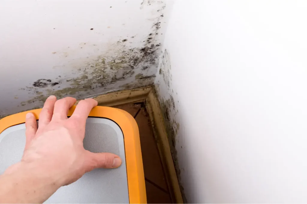 mold remediation in lemon grove