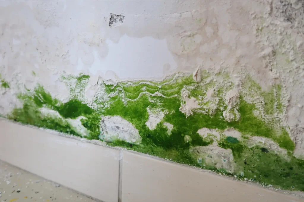 mold remediation in la jolla