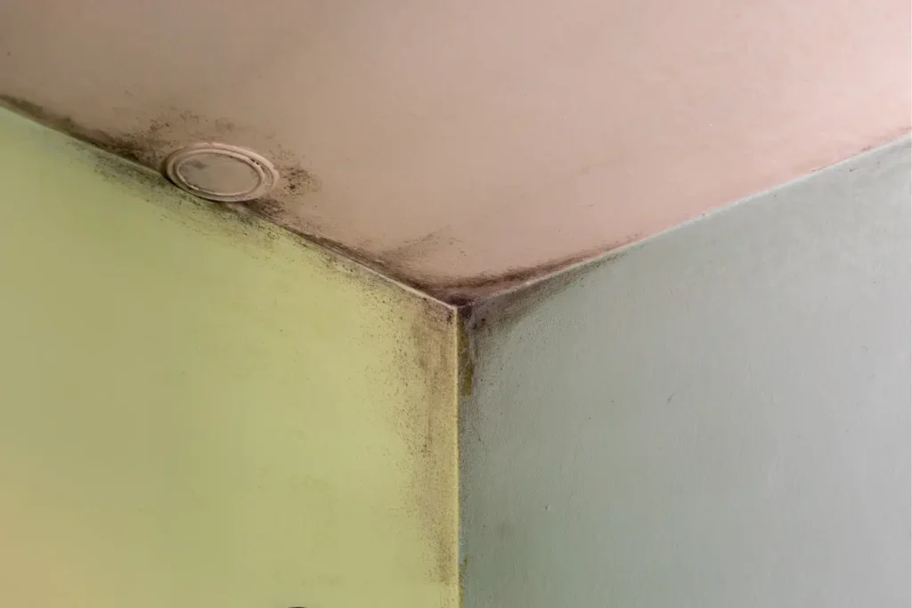 mold remediation in logan heights