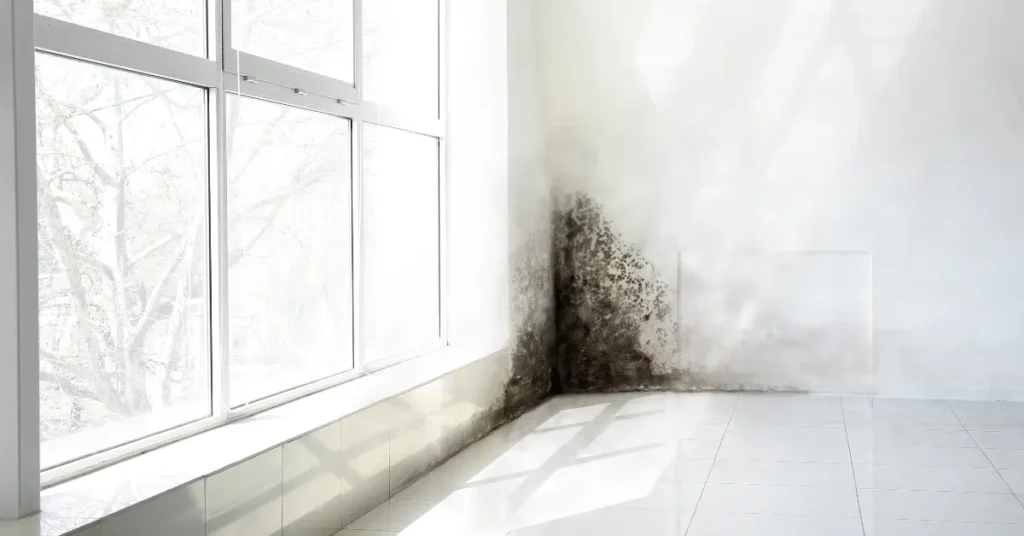 How to Remove Black Mold