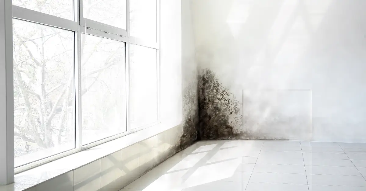How to Remove Black Mold