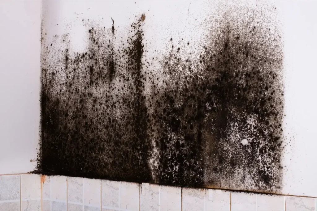 mold remediation in north park