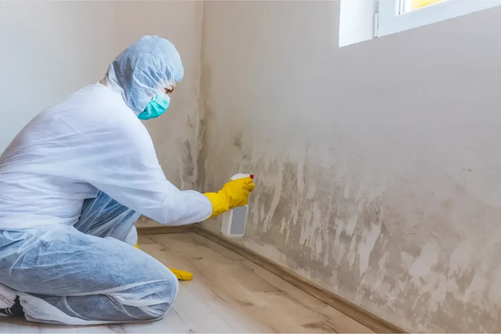 mold remediation in mira mesa