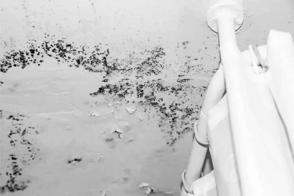 mold remediation in oceanside