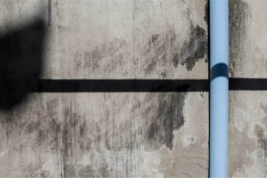 mold remediation in point loma