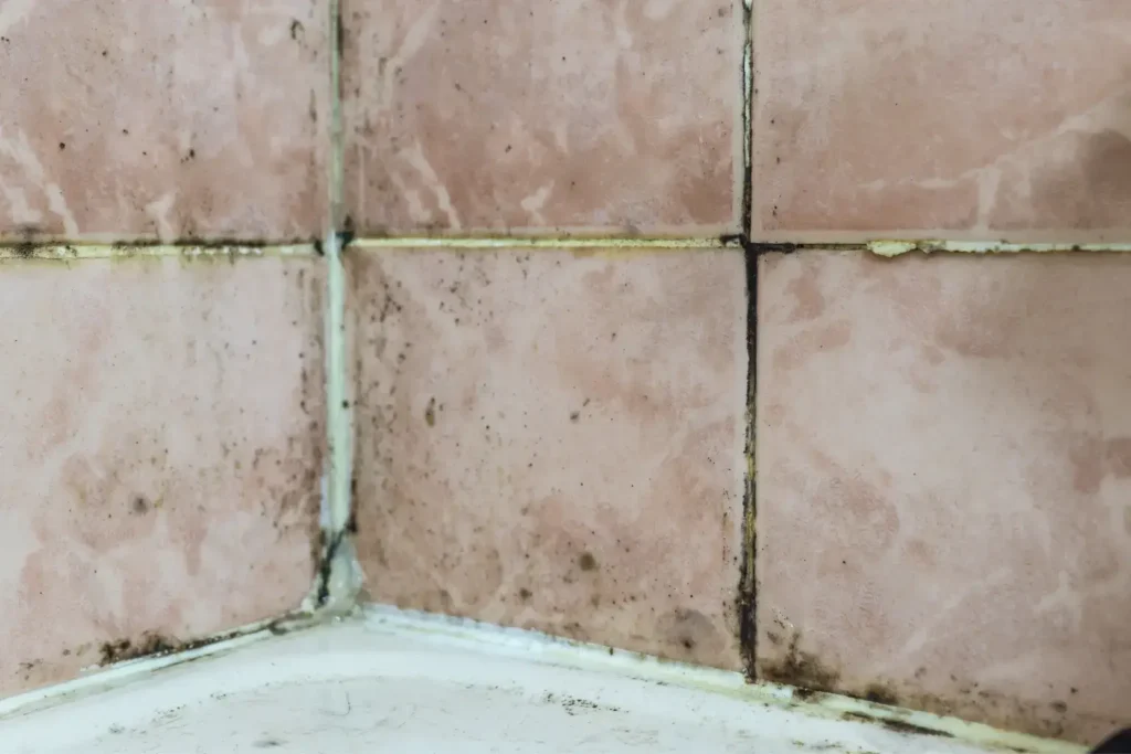 mold remediation in poway