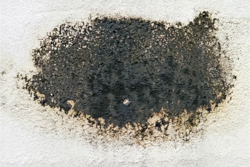 mold remediation in mission hills