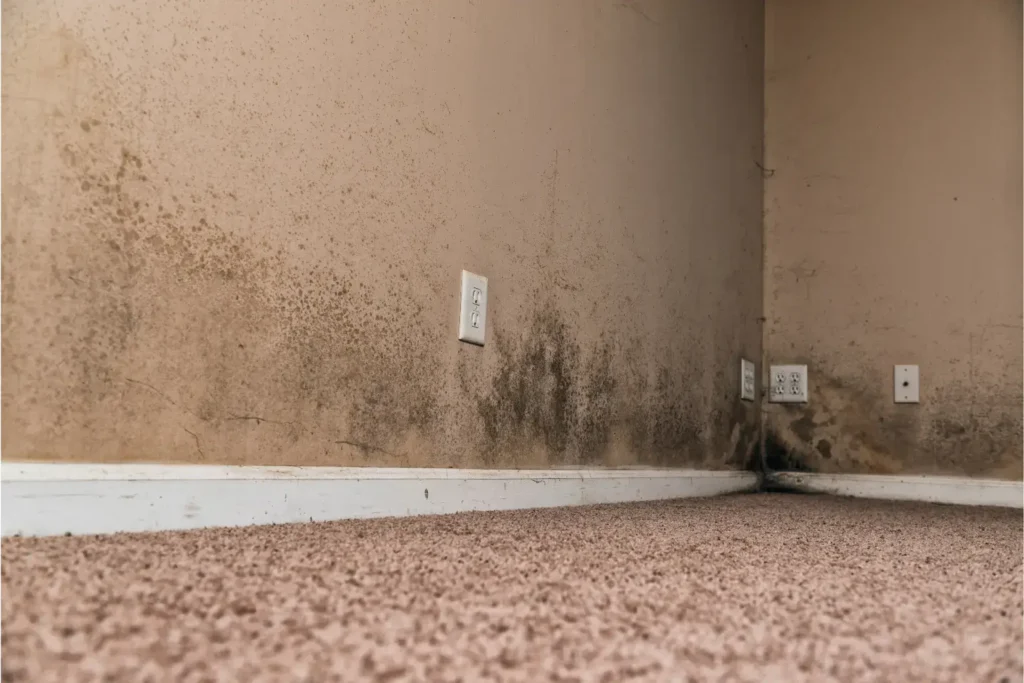 mold remediation in rancho bernardo