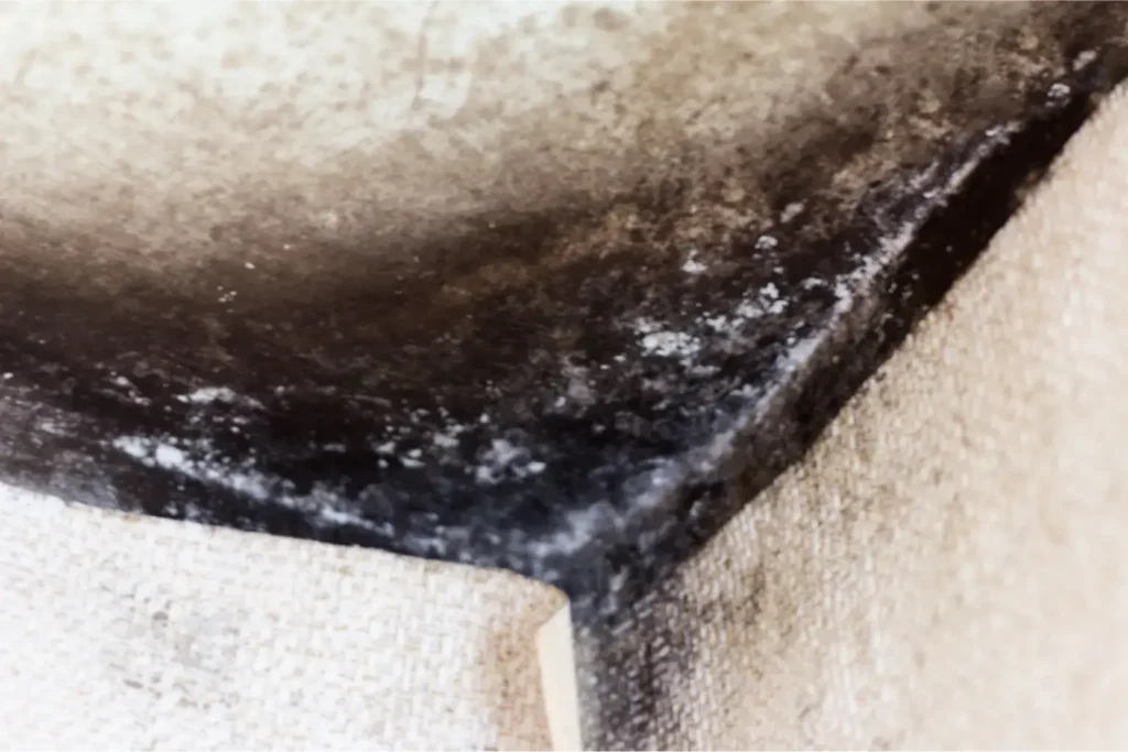 mold remediation in rancho santa fe