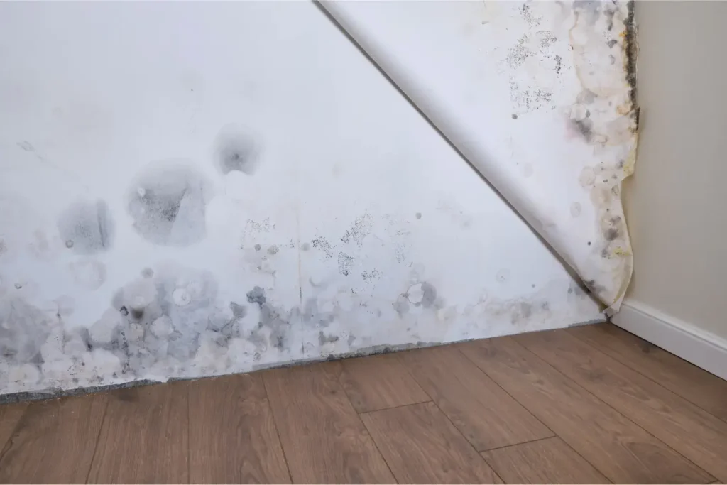 mold remediation in san diego