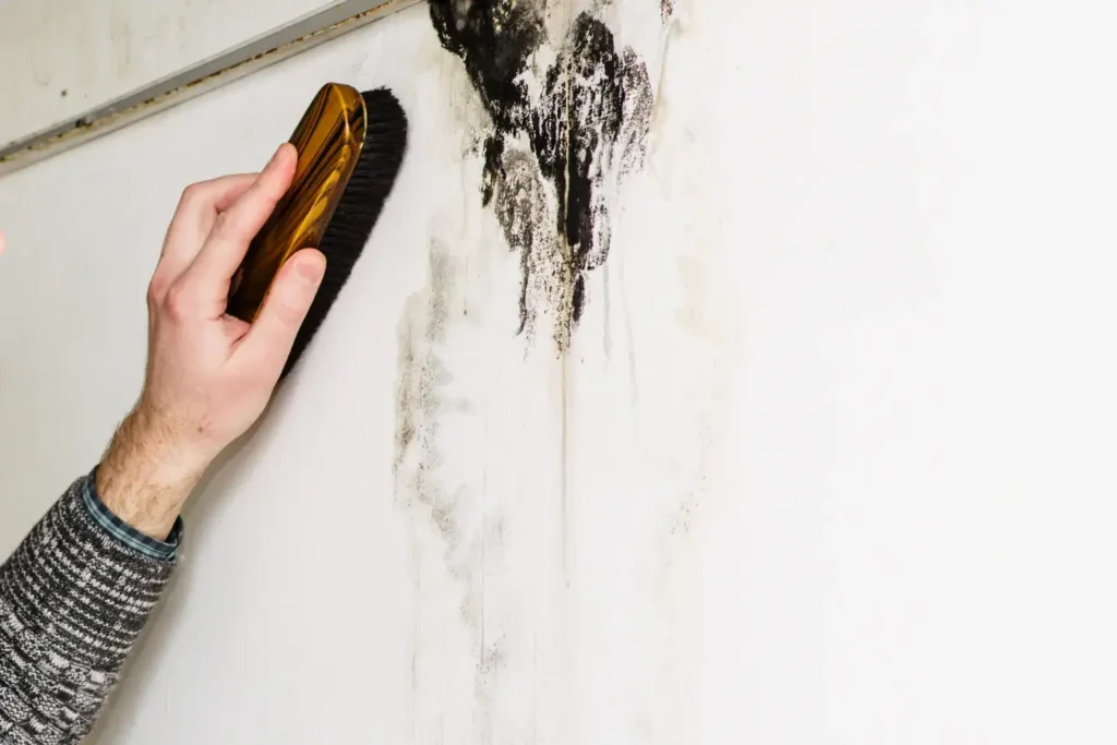 mold remediation in san diego