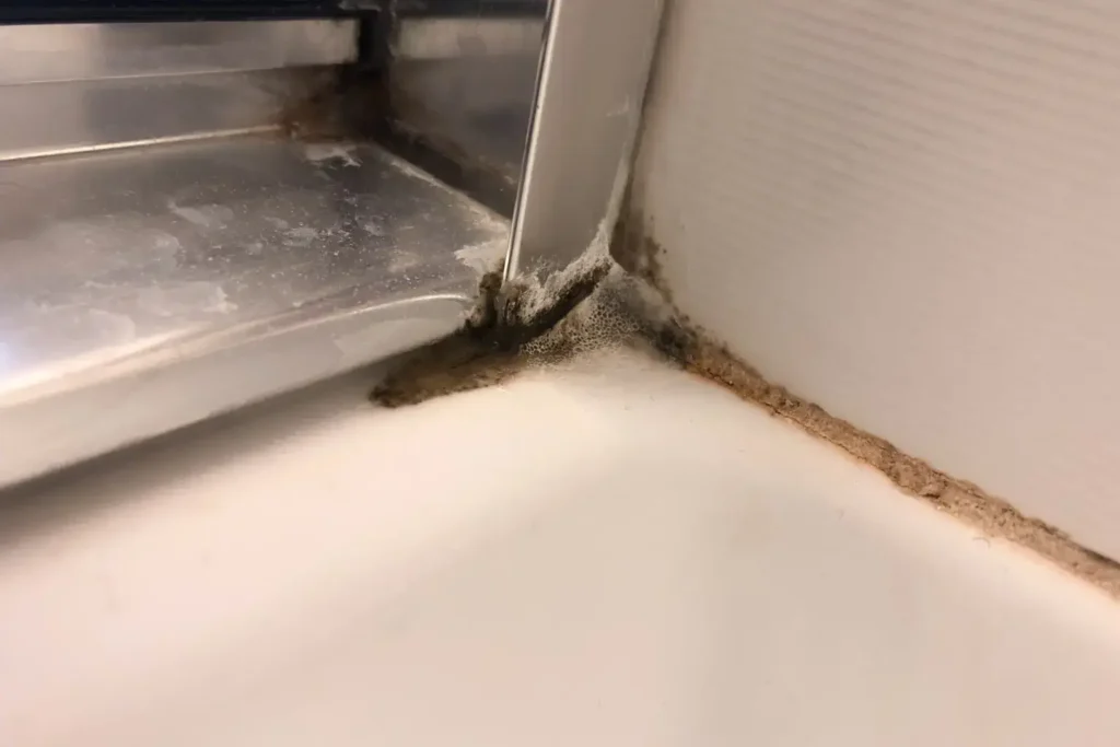 mold remediation in san marcos