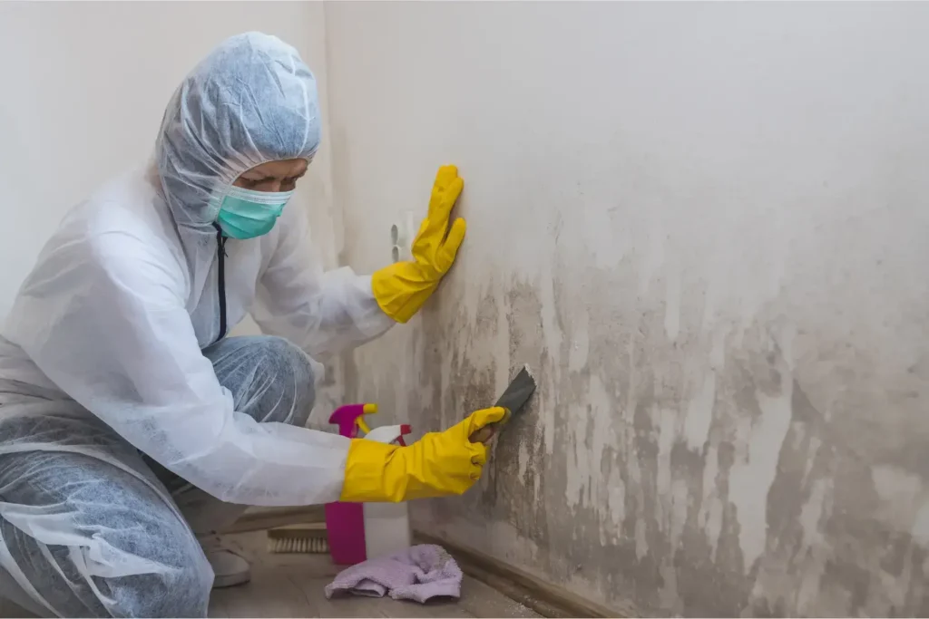 mold remediation in mission hills