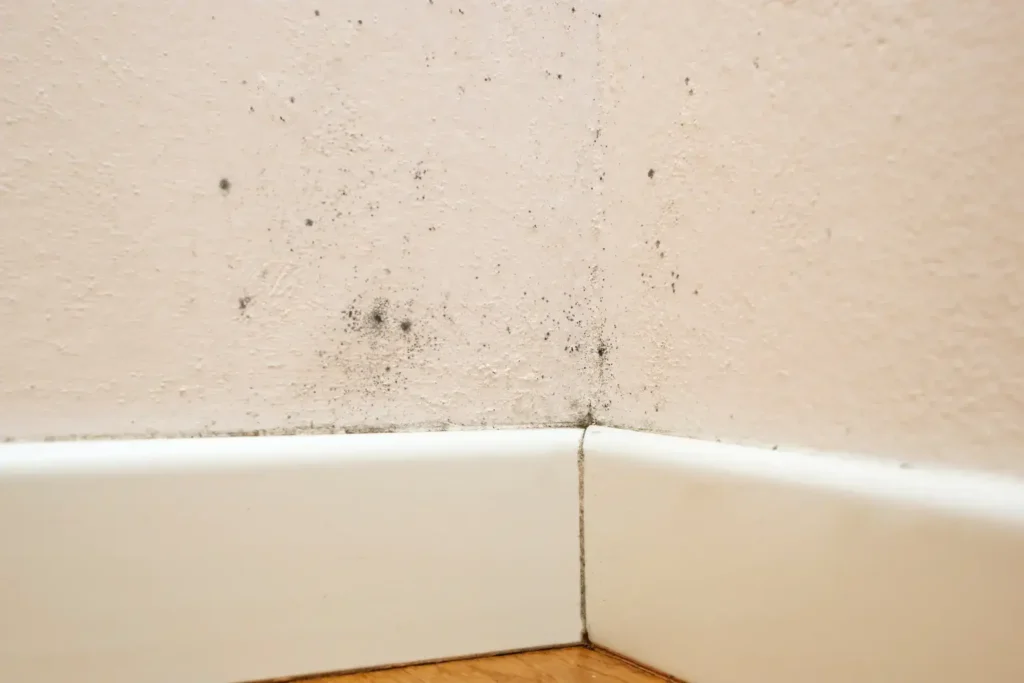 mold remediation in san ysidro