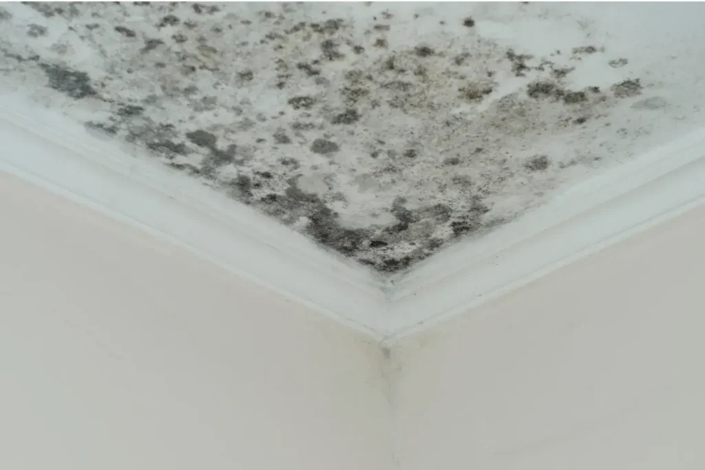 mold remediation in sorrento valley