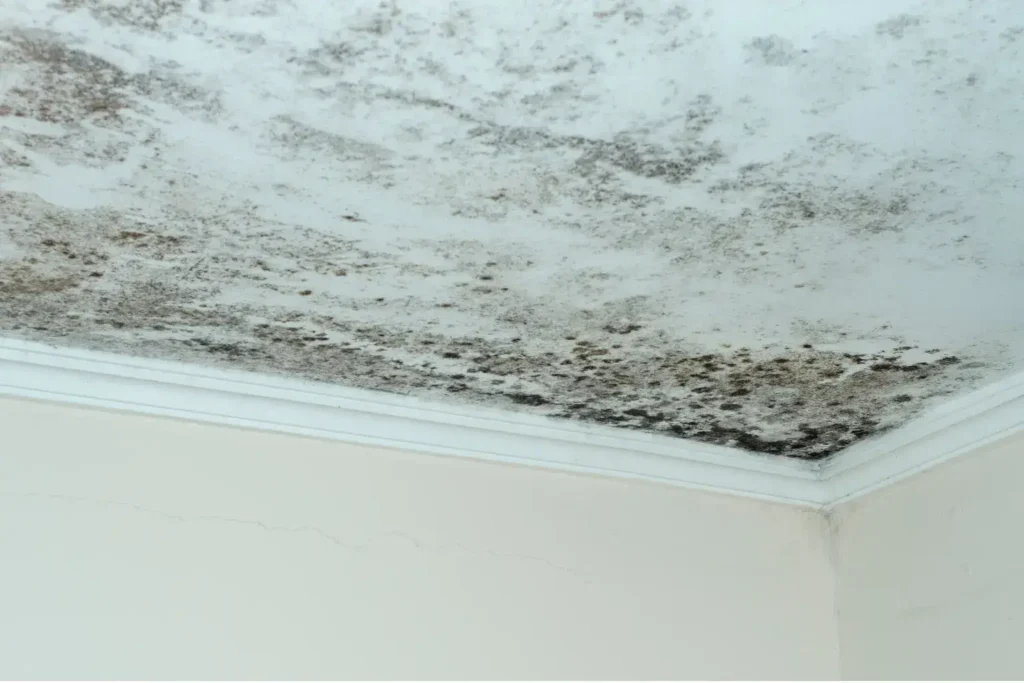 mold remediation in sorrento valley