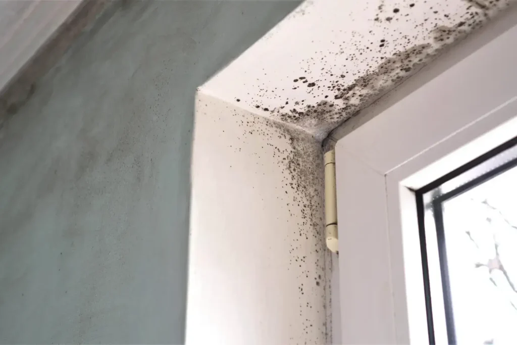 mold remediation in solana beach