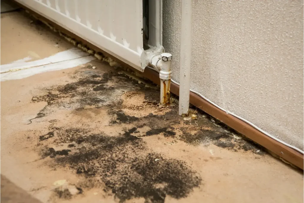 mold remediation in spring valley