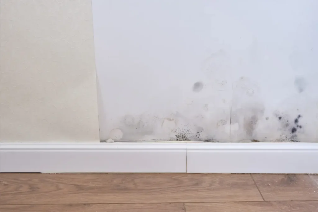 mold remediation in south park