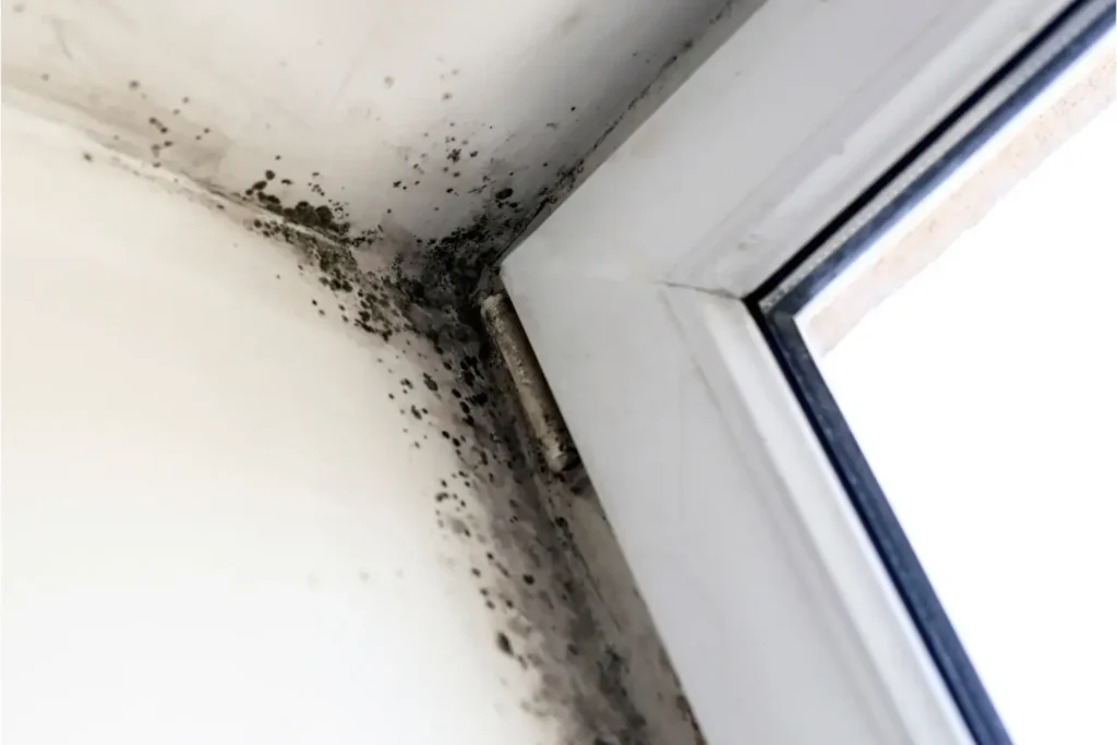 mold remediation in valley center