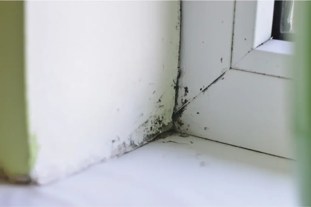 mold remediation in vista