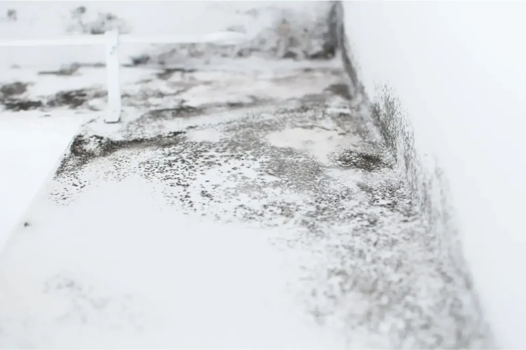 mold remediation in normal heights