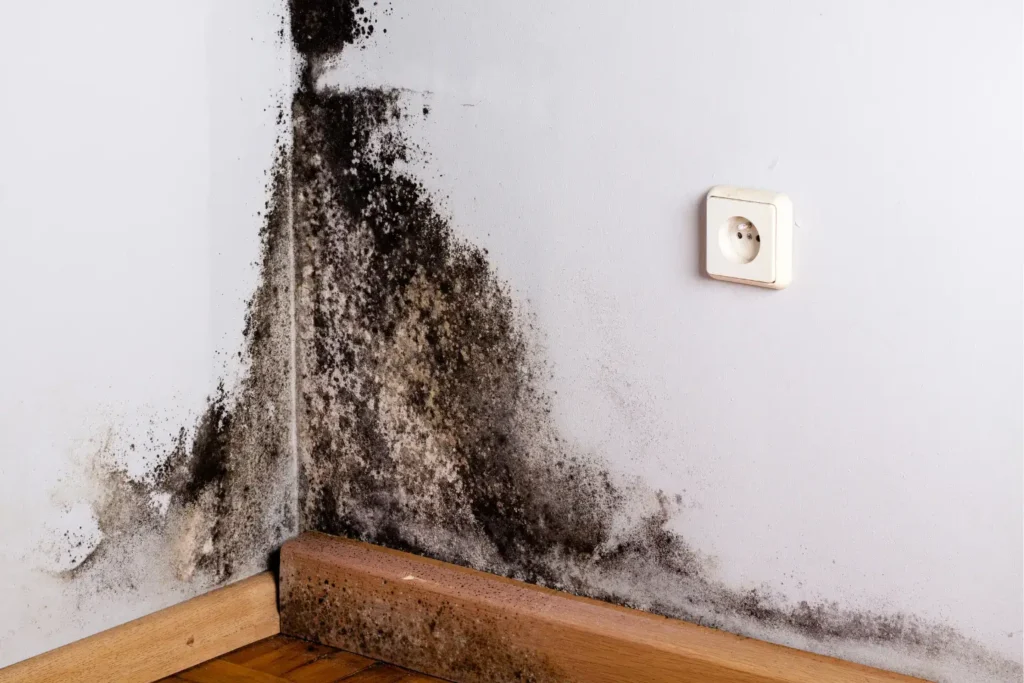mold remediation in national city