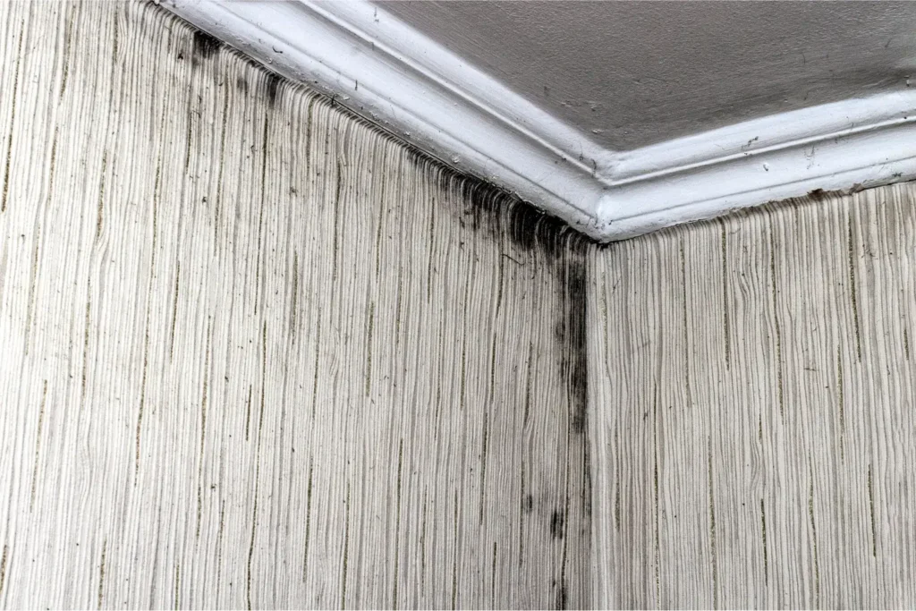 mold remediation in national city