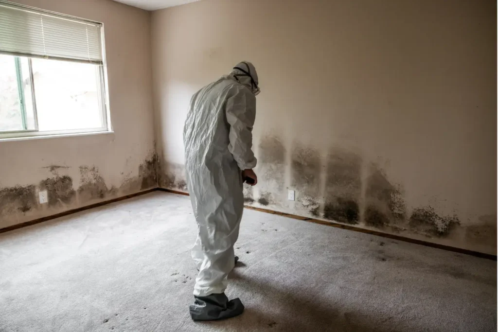 mold remediation in mira mesa