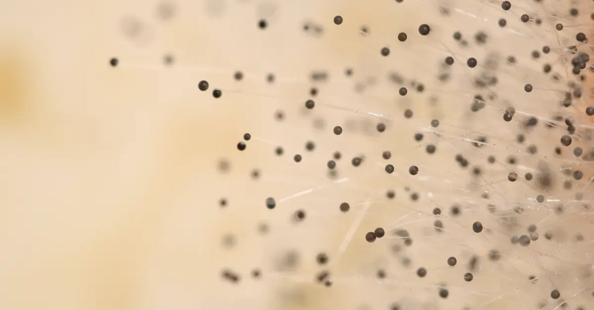 How to get rid of mold spores in the air