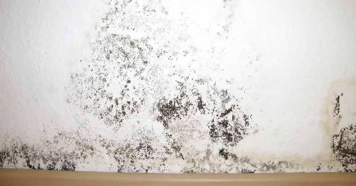 Is Mold Remediation Always Required After Water Damage? 5 Things to Know