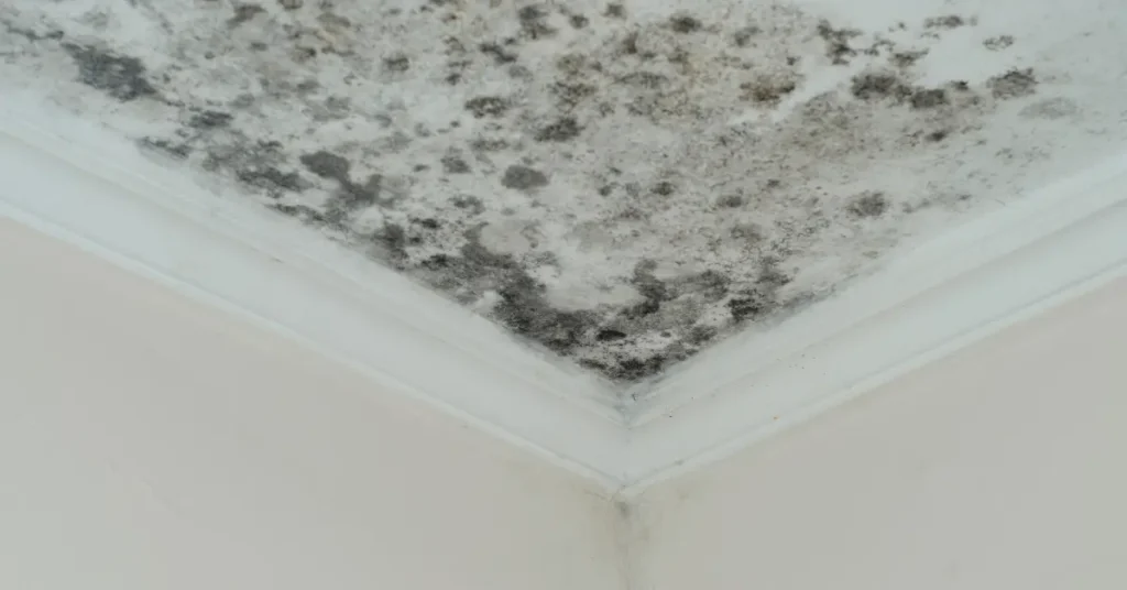best way to kill black mold