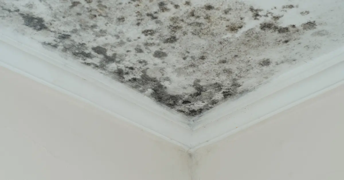 best way to kill black mold
